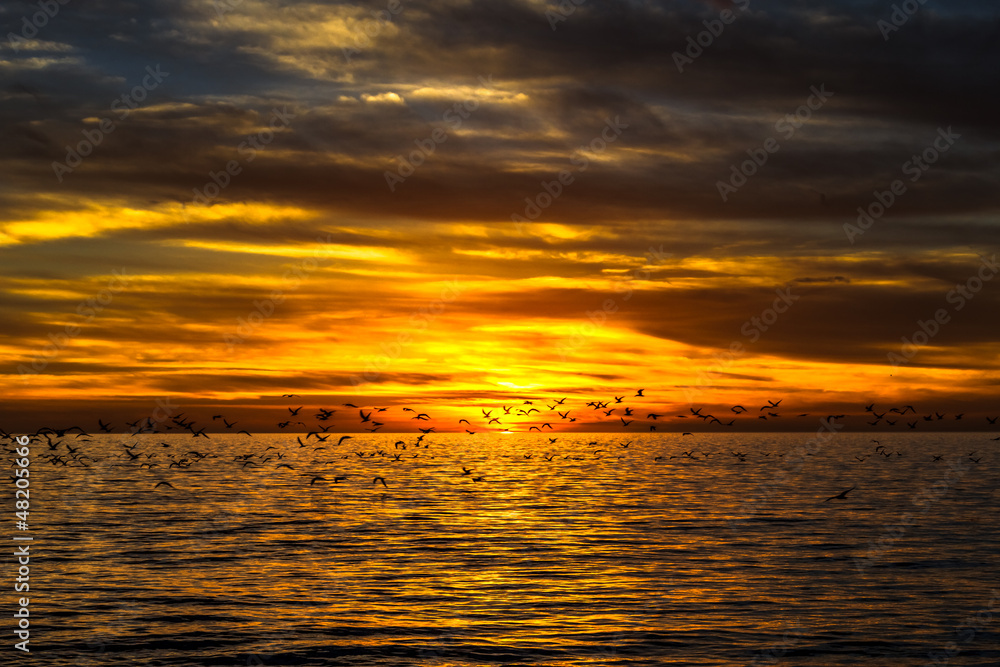 dramatic golden sunset over the ocean with flying seagulls