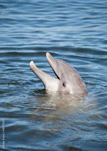 Lustiger Delfin im Wasser