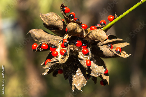 rosary pea most poisonous plant in the World