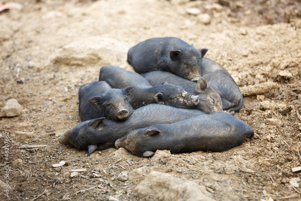 Black piglets in heap Black piglets in heap