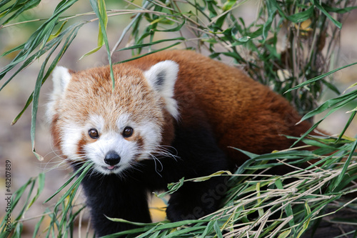 Photography Red Panda