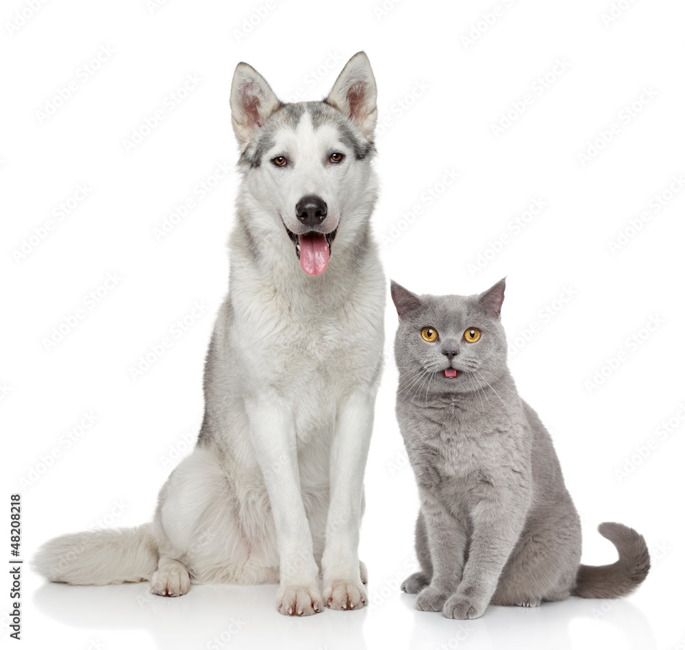 Cat and dog together on a white background