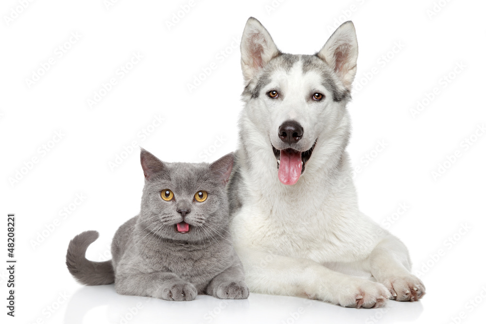 Naklejka premium Kot i pies razem na białym tle