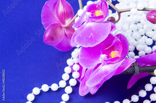 flowers of pink  orchid and beads from white pearls on a blue ba