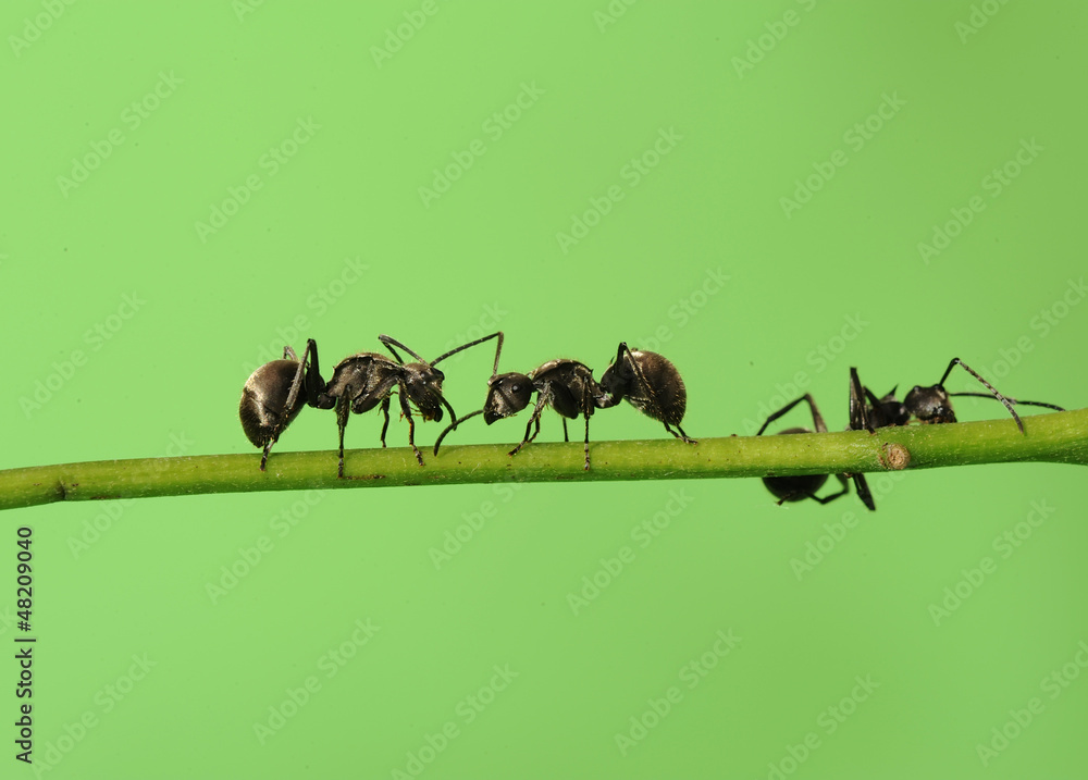Fototapeta premium ant in nature