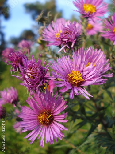 Wild chysanthemums