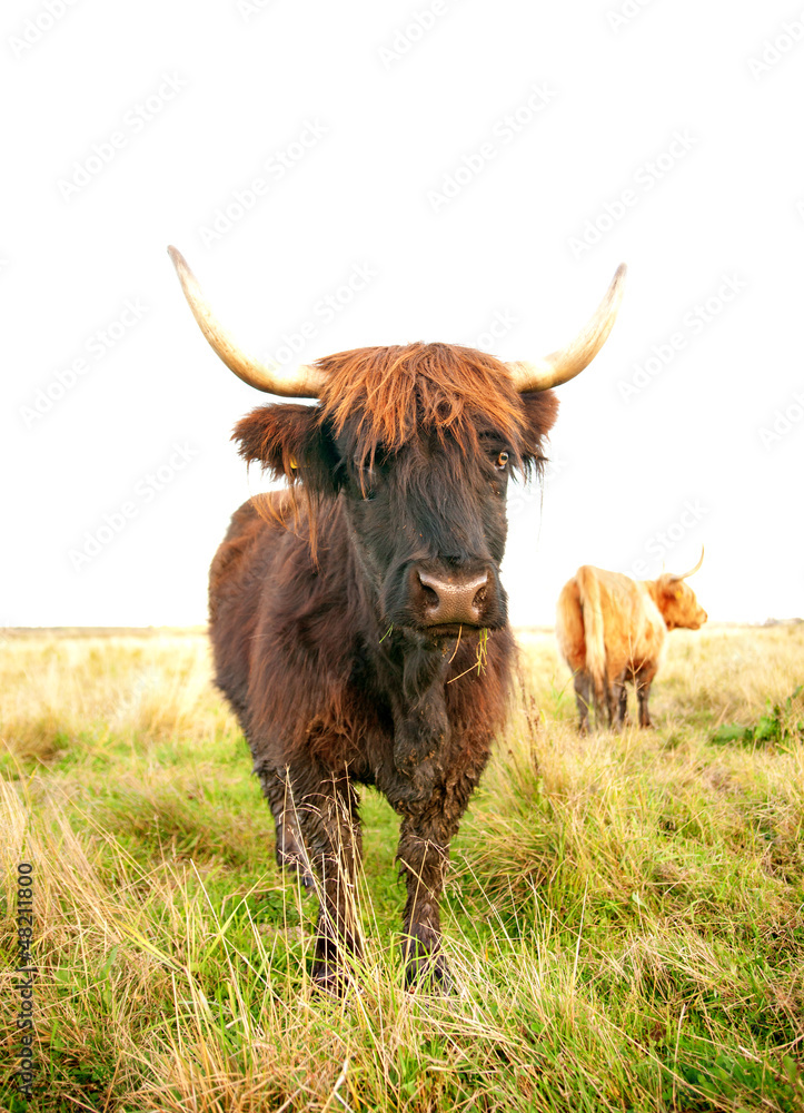 grazing scottish highland cow grazing scottish highland cow
