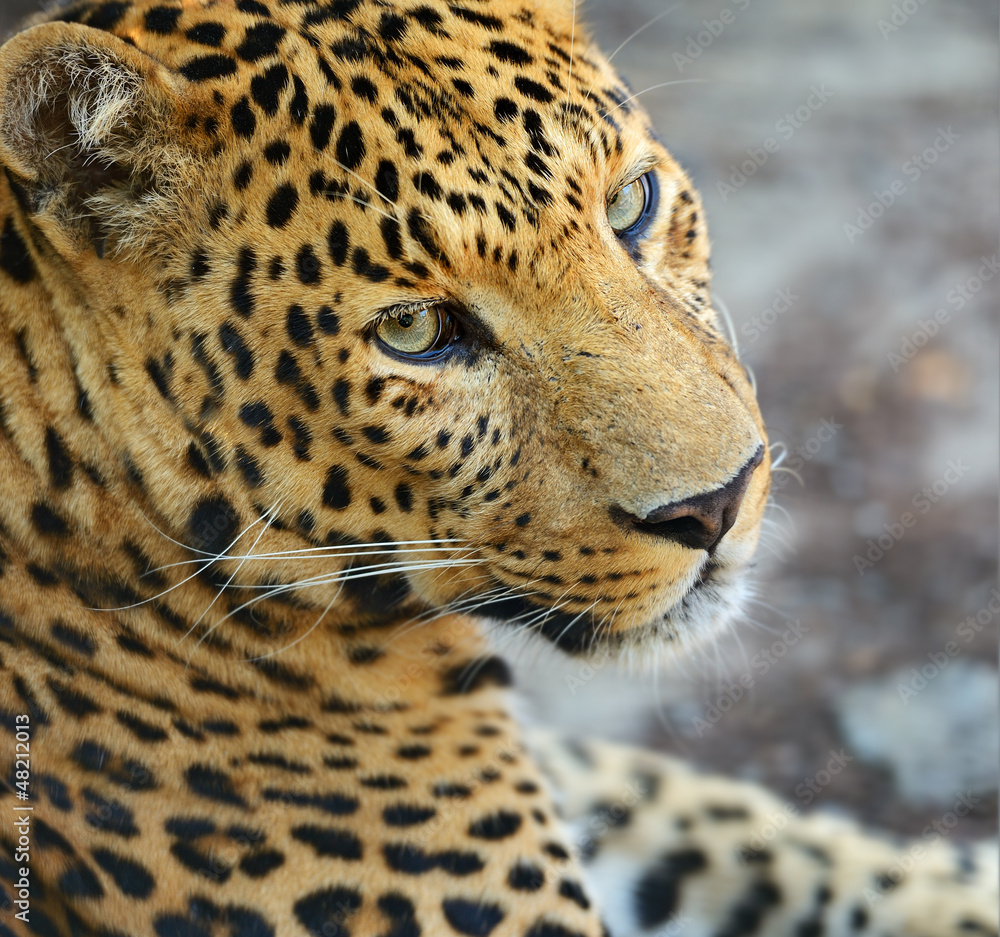Fototapeta premium Leopard