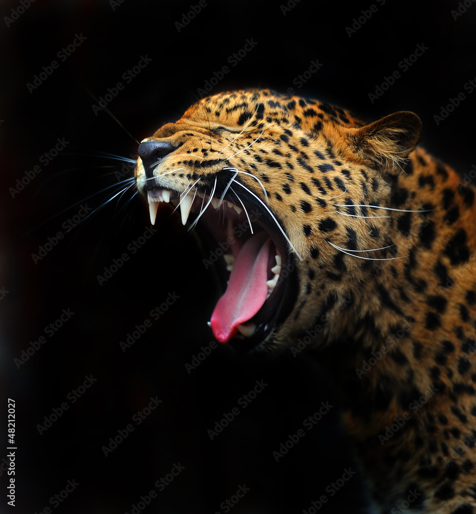 Leopard