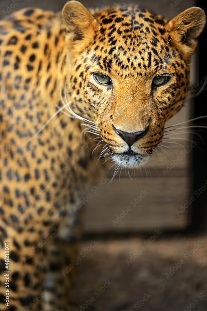 Fototapeta premium Leopard