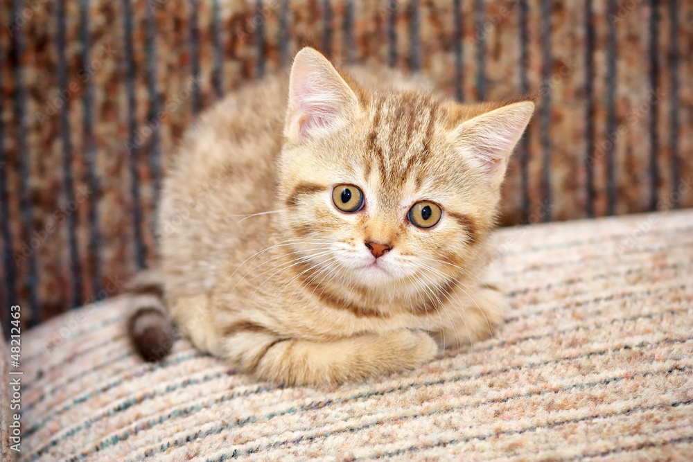 Little Kitten relaxing on sofa