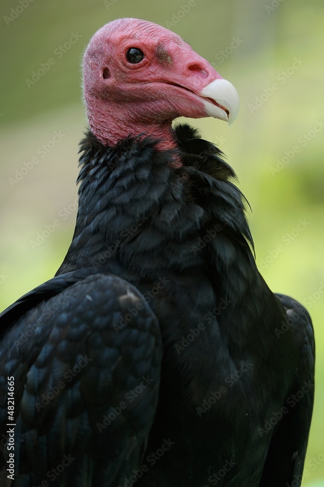 Condor Condor