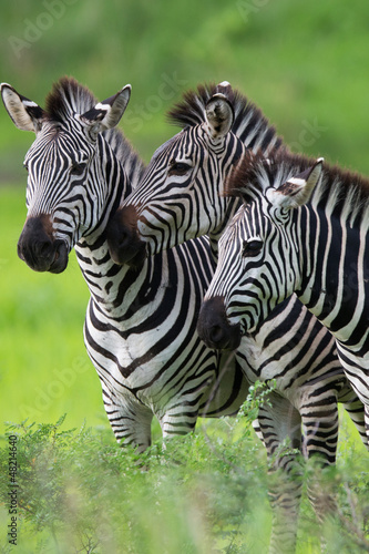 Zebras together