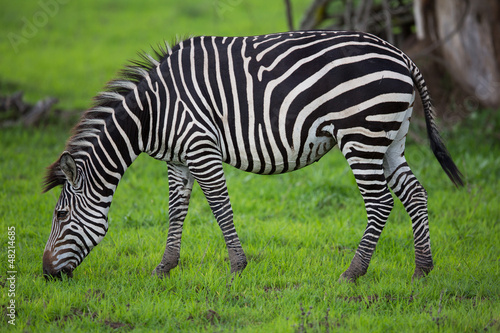 Zebra grazing