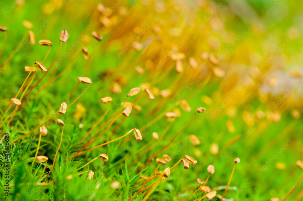 Moss Moss