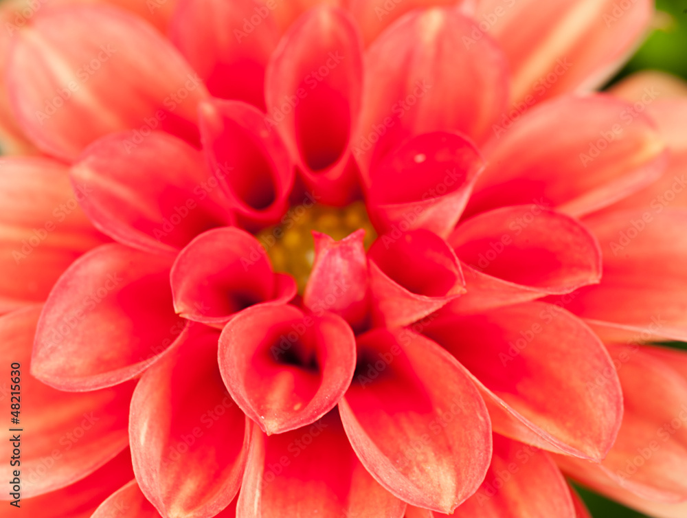 Fototapeta premium Georgina