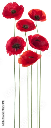 Naklejka na ścianę MAK