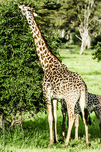 masai giraffes in Serengeti national park