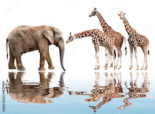 Fototapeta Naklejka Na Ścianę i Meble -  giraffes with elephant isolated on white