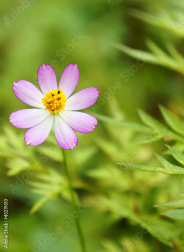 Daisy flowers