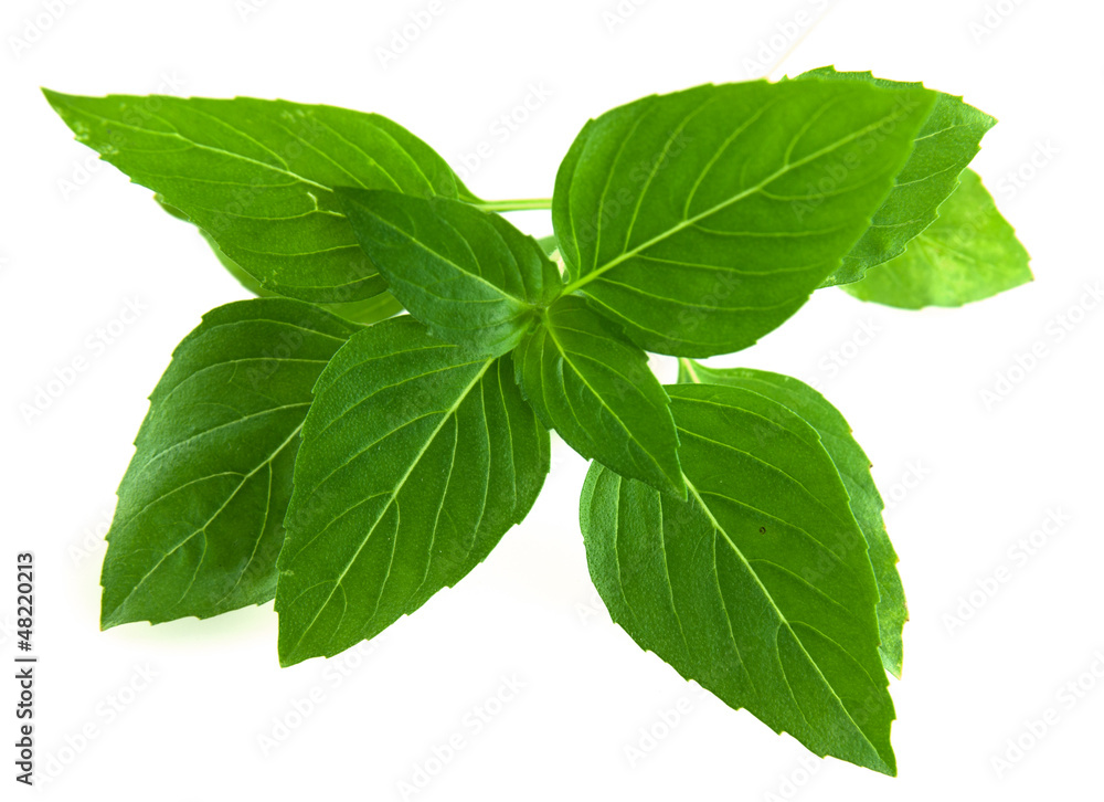 Thai Basil Thai Basil