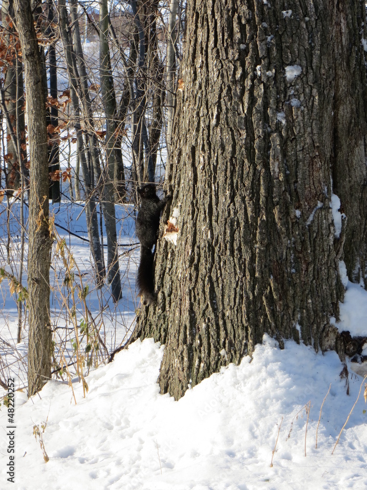Black squirrel in snowy park climbing a tree Black squirrel in snowy park climbing a tree