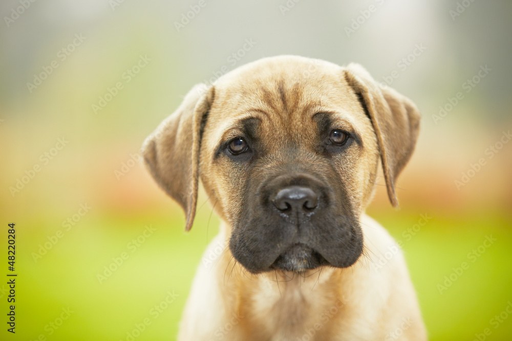 Brown cane corso dog puppy
