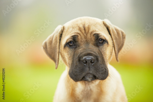 Brown cane corso dog puppy © Chalabala