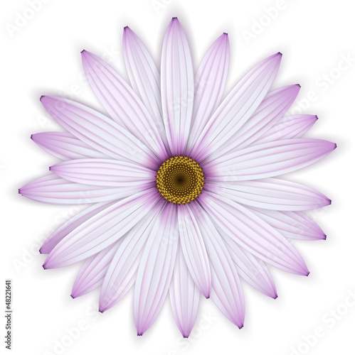 Single purple daisy  osteospermum  flower.