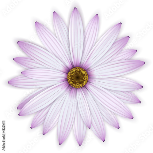 Single purple daisy (osteospermum) flower.