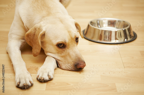 Labrador retriever is laying near a big empty dog food bowl.