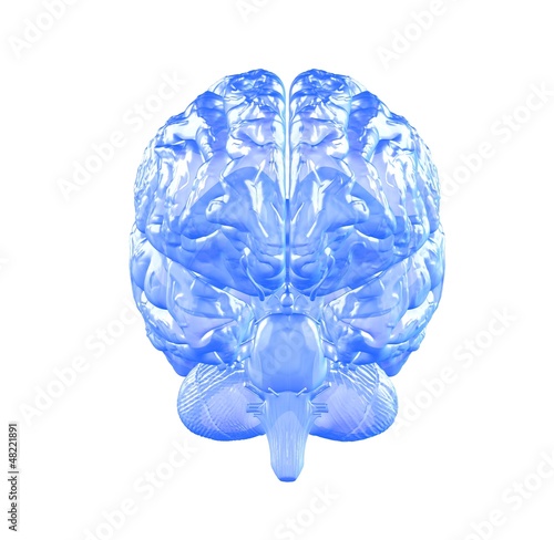 brain
