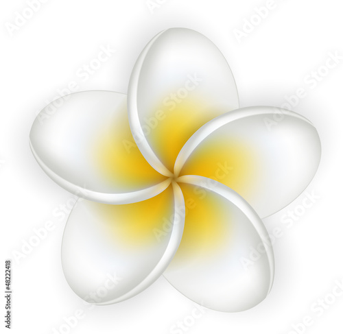 White plumeria (frangipani) flower.