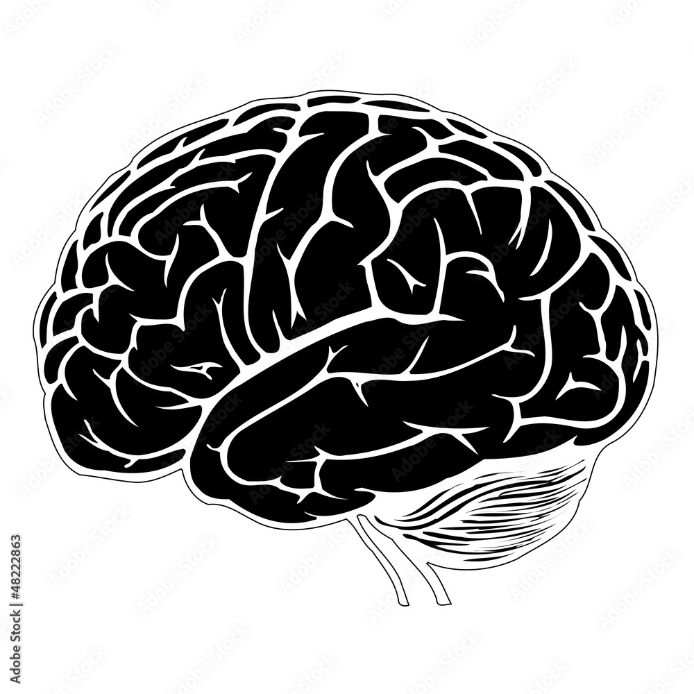human brain model human brain model