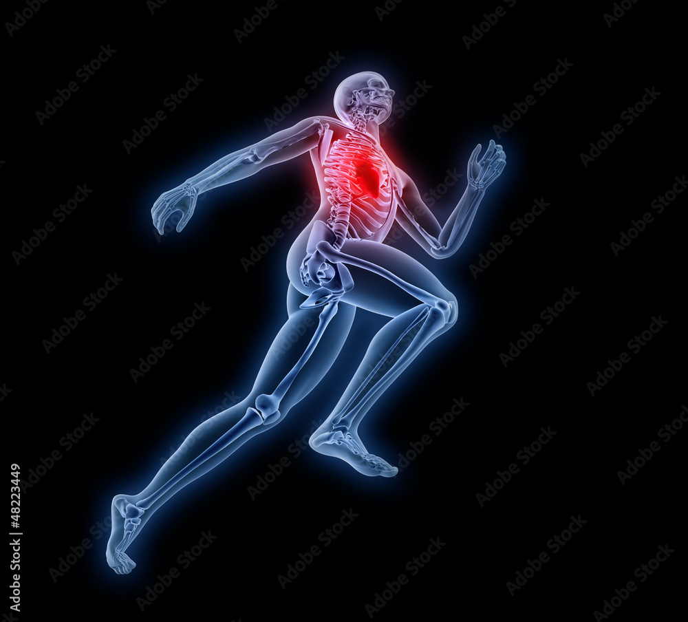 Sport anatomy - runner Sport anatomy - runner