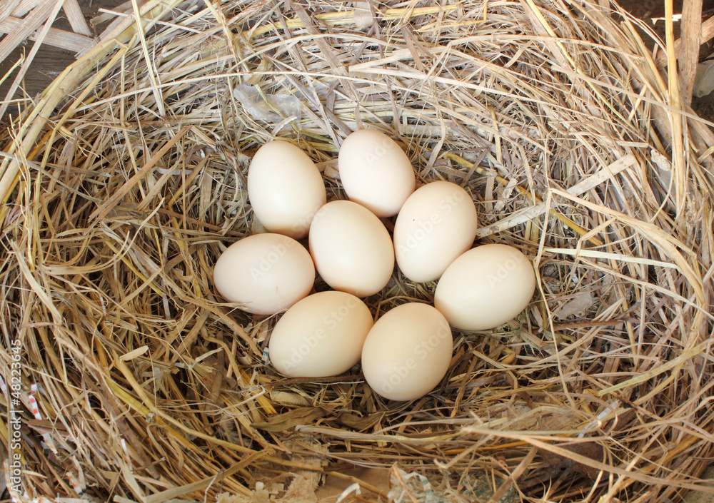 Fresh chicken eggs in straw nest