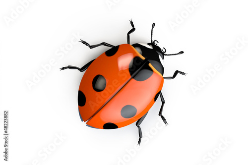 Ladybug on white background © Alexander Raths