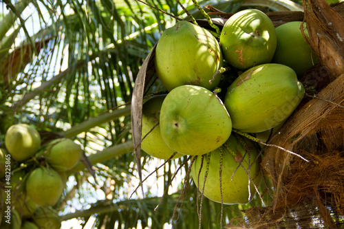 Green Coconut on tree or Cocos nucifera Linn