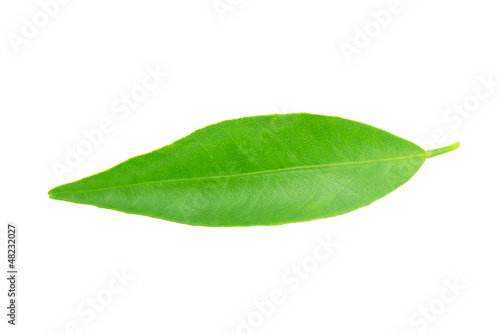 mandarin leaf