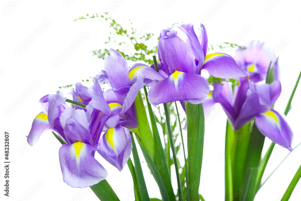 Beautiful purple iris flowers, isolated on white background