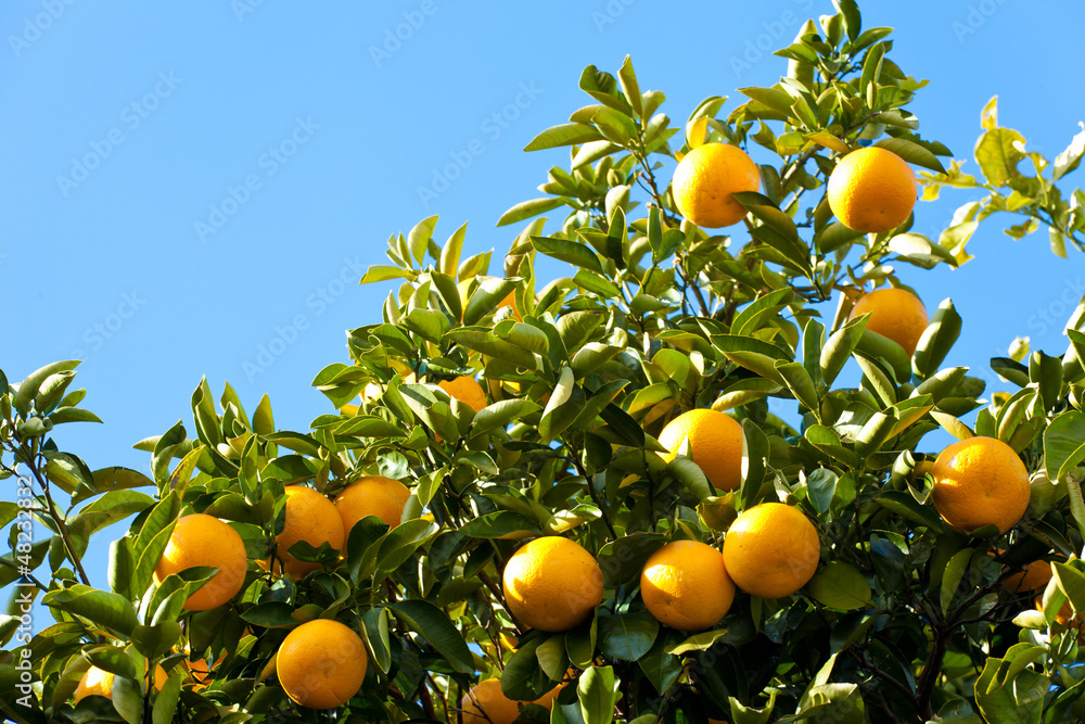 tree of the citrus fruit is ripe