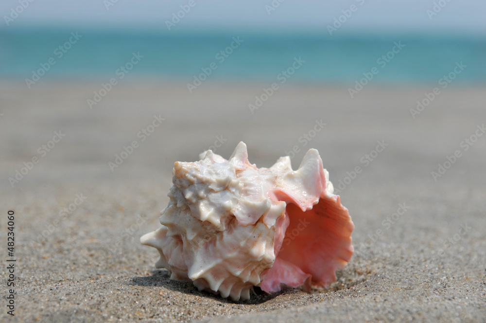 Seashell on the sand and ocean Seashell on the sand and ocean