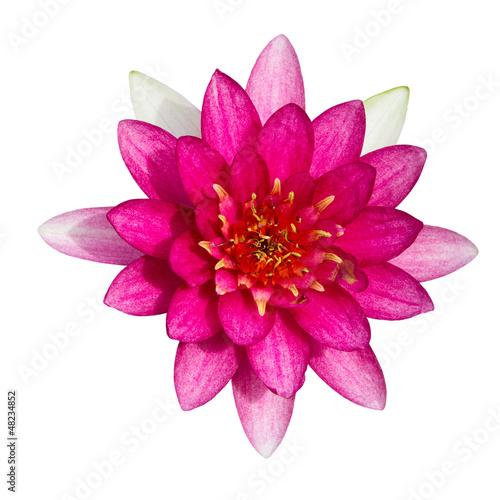 Colorful pink water lilly on white background