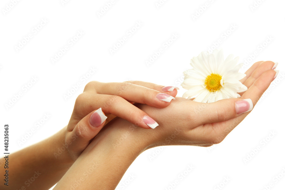 Beautiful woman hands with camomile, isolated on white Beautiful woman hands with camomile, isolated on white