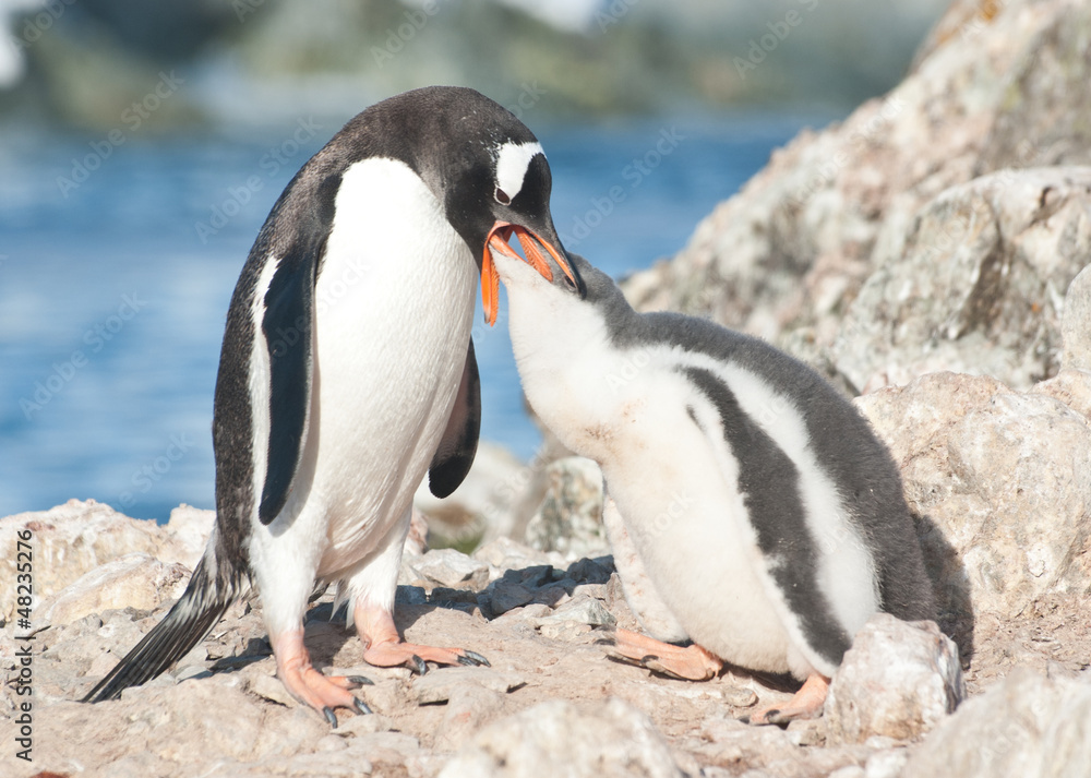 Naklejka premium Adult gentoo penguin feeding chick.