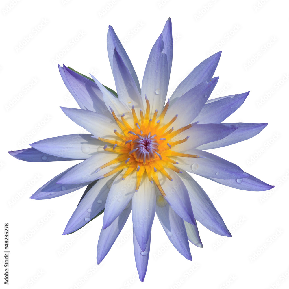 Fototapeta premium Top view purple water lilly on white background