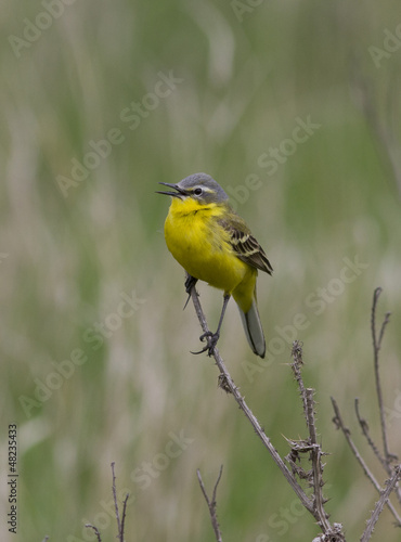 Male yellow wagtail (Motacilla flava) sitting on a branch.