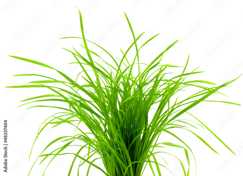 Fototapeta premium bouquet d'herbe