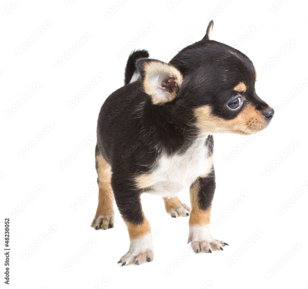 short haired chihuahua puppy in front of a white background short haired chihuahua puppy in front of a white background