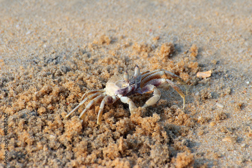 small crab on beach © Kokhanchikov